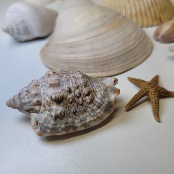 Seashell Nautical Decor Starfish Lot Mixed Sizes Colors Half Clam 25 Pieces - Picture 9 of 16